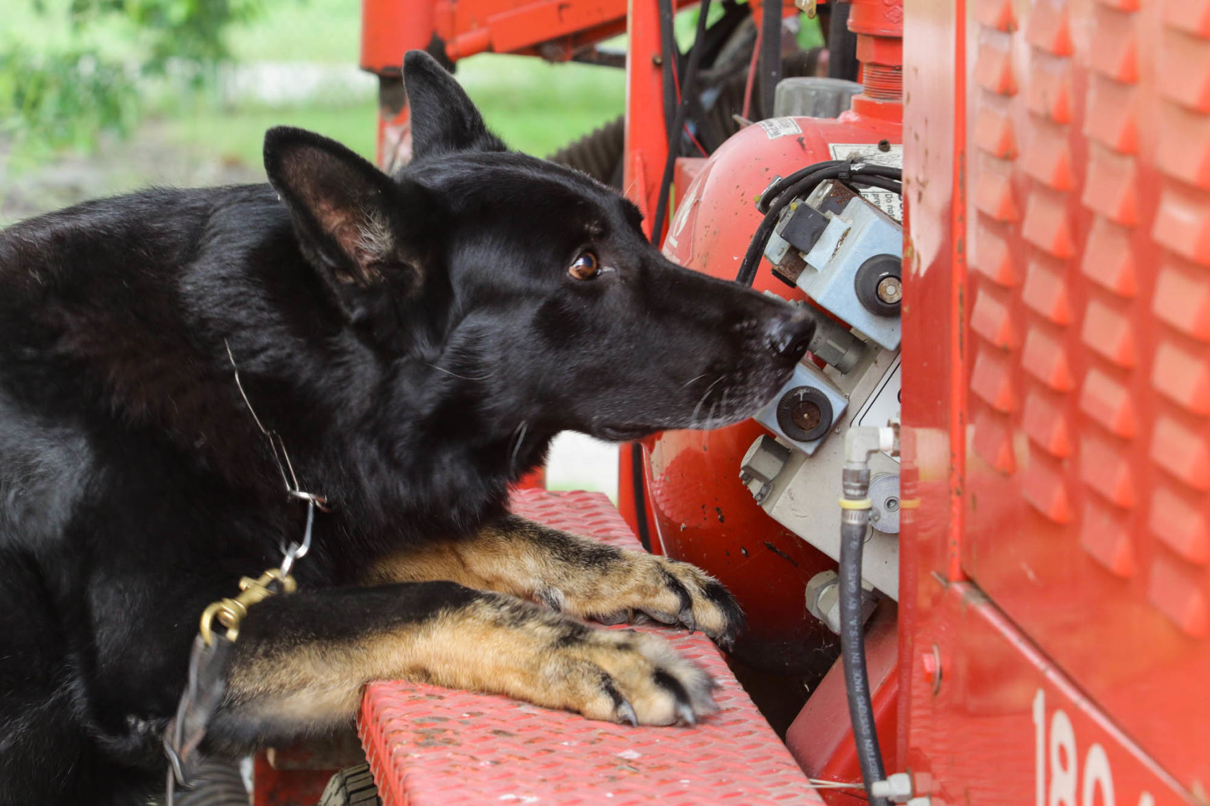 K9 Training